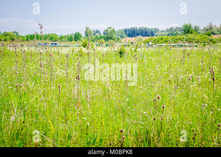Prairie colorée avec diverses herbes aux beaux jours. Rangée de ruches est placé en arrière-plan. Banque D'Images