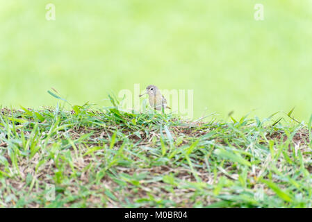 Petit oiseau avec le bec de la direction générale de portefeuille pour faire un nid Banque D'Images