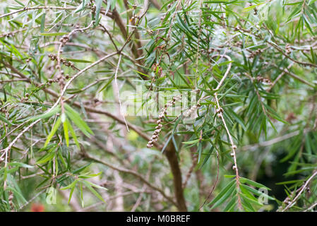 Graines de la weeping bottlebrush ou creek bottlebrush tree Banque D'Images