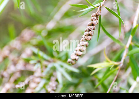 Le weeping bottlebrush ou creek bottlebrush graines d'arbres et de feuilles Banque D'Images