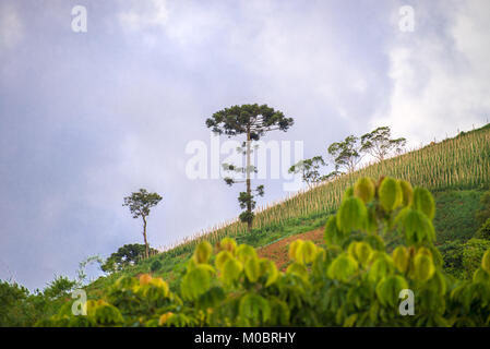 Vue de paysages de montagne avec araucaria arbre sur l'arrière-plan Banque D'Images