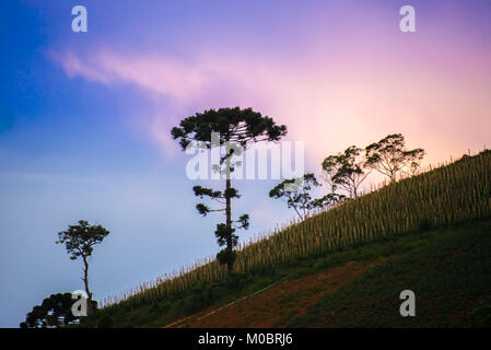 Ancien araucaria arbre sur la colline avec une belle arrière-plan animé Banque D'Images