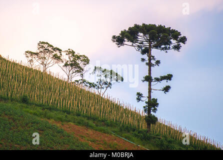 Ancien araucaria arbre sur la colline avec une belle arrière-plan animé Banque D'Images