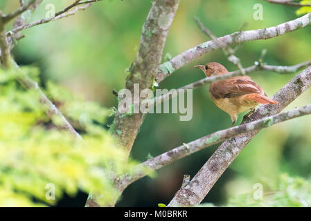 Roux brun hornero oiseau brun perché sur la branche d'arbre Banque D'Images