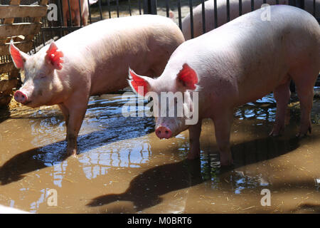 Photo de porcs domestiques derrière la cage de fer dans une ferme dans un jour d'été ensoleillé Banque D'Images