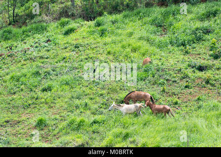 Groupe des mules le pâturage sur la montagne et d'alimentation Banque D'Images