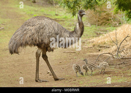 Emu Dromaius novaehollandiae photographié avec des poussins mâles à Victoria, Australie Banque D'Images
