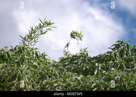 Le tyran bovins Yellow bird perché sur une branche d'arbre en forêt Banque D'Images