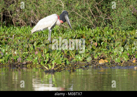 Cigogne Jabiru mycteria Jabiru (nourriture) à rive. Pantanal, Brésil. Banque D'Images