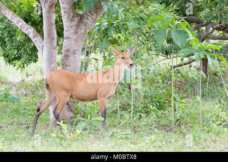 Cerf des marais (Blastocerus dichotomus) féminin, Pantanal, Brésil Banque D'Images