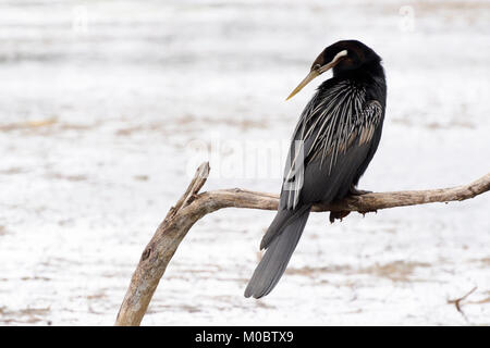 Le dard de l'Afrique de l'anhinga rufa () perching on branch, Parc National de Wilderness, Afrique du Sud Banque D'Images