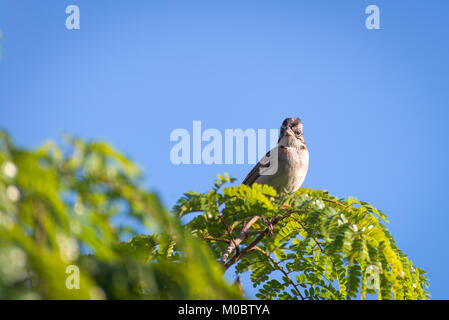 Un collier roux sparrow posant sur une branche d'arbre Banque D'Images