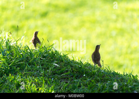 Couple de bruant hornero oiseau brun sur le terrain dans la nature Banque D'Images