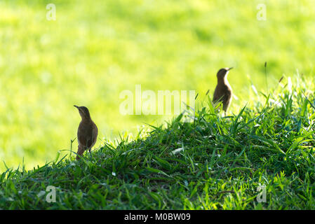 Couple de bruant hornero oiseau brun sur le terrain dans la nature Banque D'Images