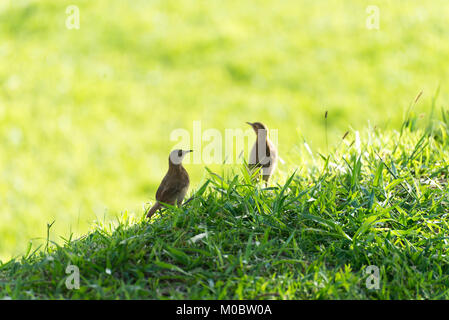 Couple de bruant hornero oiseau brun sur le terrain dans la nature Banque D'Images