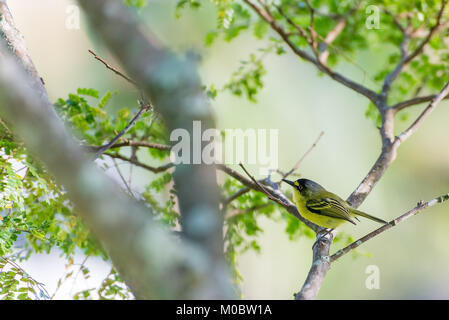 Close up of yellow-lored tody-huppé oiseau perché dans la nature Banque D'Images