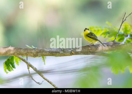 Close up of yellow-lored tody-huppé oiseau perché dans la nature Banque D'Images