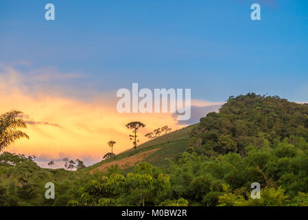 Ancien araucaria arbre sur la colline avec une belle arrière-plan animé Banque D'Images