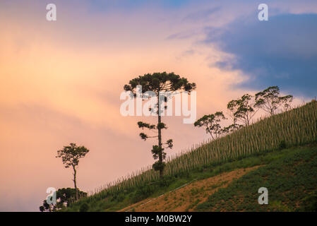 Ancien araucaria arbre sur la colline avec une belle arrière-plan animé Banque D'Images