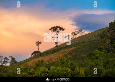 Ancien araucaria arbre sur la colline avec une belle arrière-plan animé Banque D'Images