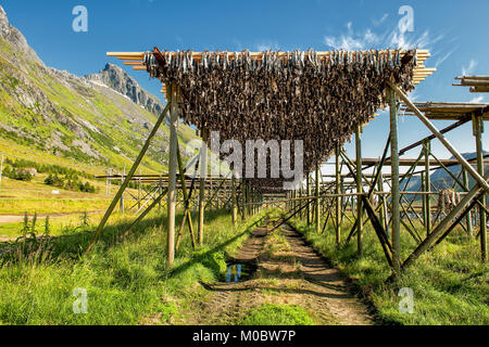 Flocon de séchage standard pour Stockfish dans les Lofoten, dans le Nord de la Norvège. La nourriture sèche est la plus ancienne méthode de conservation. Banque D'Images