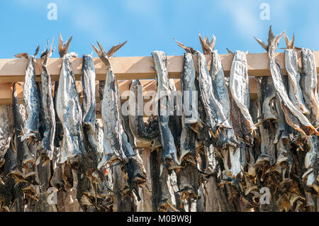 Flocon de séchage standard pour Stockfish dans les Lofoten, dans le Nord de la Norvège. La nourriture sèche est la plus ancienne méthode de conservation. Banque D'Images