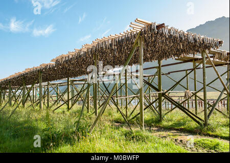 Flocon de séchage standard pour Stockfish dans les Lofoten, dans le Nord de la Norvège. La nourriture sèche est la plus ancienne méthode de conservation. Banque D'Images