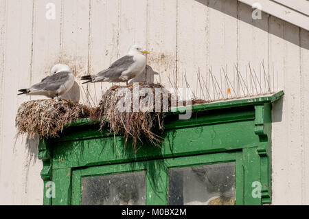 Goélands nichant dans Andenes sur îles Lofoten, dans le nord de la Norvège Banque D'Images