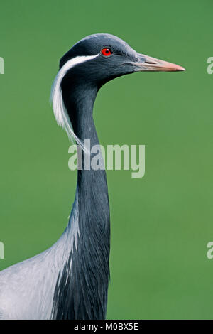 Grue Demoiselle / (Anthropoides virgo, Grus virgo) | Jungfernkranich / (Anthropoides virgo, Grus virgo) Banque D'Images