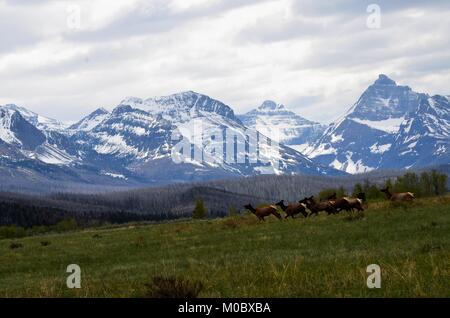 Un troupeau de wapitis femelles sauvages traversent une prairie et pâturage avec une vue des montagnes Rocheuses couvertes de neige dans l'arrière-plan Banque D'Images