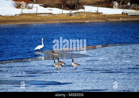 Le cygne blanc sort de l'eau bleu et sur la glace fine, où quatre des oies aussi et reste Banque D'Images