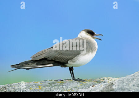 Labbe parasite, Lofotes, Norvège / (Stercorarius parasiticus) | Schmarotzerraubmoewe, Lofoten, Norvège / (Stercorarius parasiticus) Banque D'Images