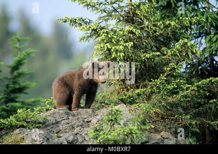 L'ours brun européen, cub / (Ursus arctos) | Braunbaer, Jungtier Europaeischer / (Ursus arctos) Banque D'Images