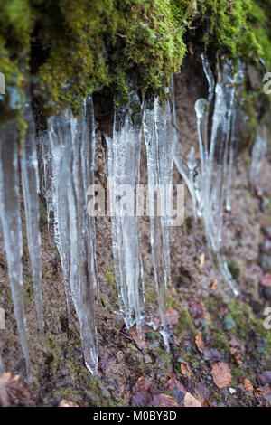 Formation de givre sous touffe de mousse Banque D'Images