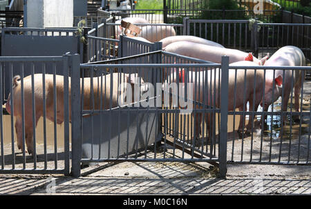 Photo de porcs domestiques derrière la cage de fer dans une ferme dans une journée ensoleillée.lavés clairement sur leurs porcs en attente stable pour l'alimentation Banque D'Images