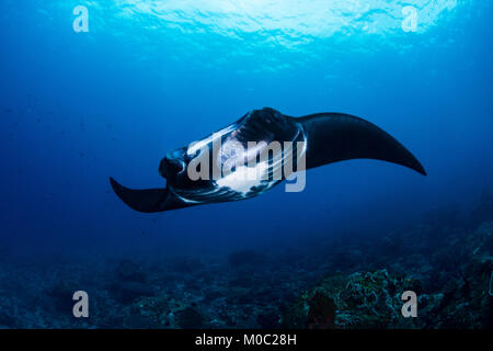 Une forme noire raie manta, manta ou maintenant connu sous le nom de mobula alfredi à partir de l'Océan Indien, au sud du Parc National de Komodo, en Indonésie. Banque D'Images