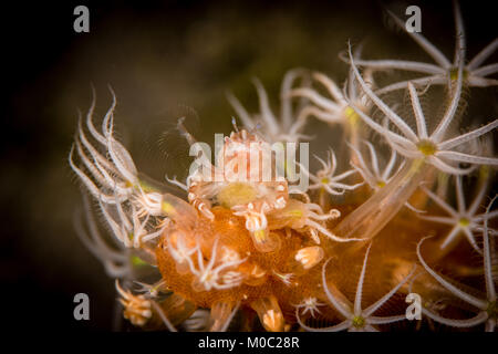 Un crabe porcelaine au milieu d'un corail mou de polypes et ouvrir l'alimentation pendant une plongée de nuit par l'île volcan de Sangeang île de Sumbawa. Banque D'Images