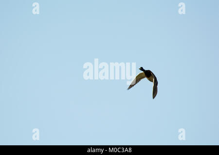Mallard survolant Rietzer Voir (Lac Rietz), une réserve naturelle près de la ville de Brandebourg dans le nord-est de l'Allemagne Banque D'Images