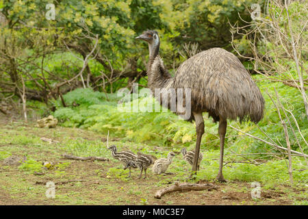 Emu Dromaius novaehollandiae photographié avec des poussins mâles à Victoria, Australie Banque D'Images