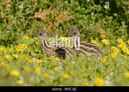 Emu Dromaius novaehollandiae Chicks photographié à Victoria, Australie Banque D'Images