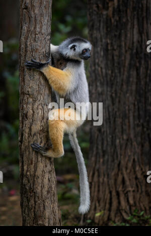 Diademed Sifaka Propithecus diadema - côte est, forêt tropicale, Madagascar. Lémurien de Madagascar en forêt tropicale. Primate mignon Banque D'Images