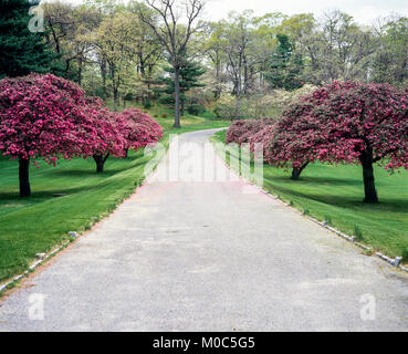 Mai 1982, route, arbres cornouiller en fleurs, parc, printemps, Long Island, New York, NY, USA, Banque D'Images