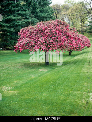 Mai 1982, le cornouiller en fleurs arbres, parc, printemps, Long Island, New York, NY, USA, Banque D'Images