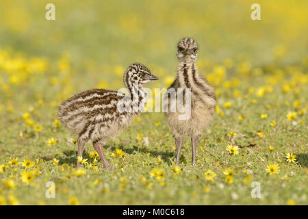Emu Dromaius novaehollandiae Chicks photographié à Victoria, Australie Banque D'Images