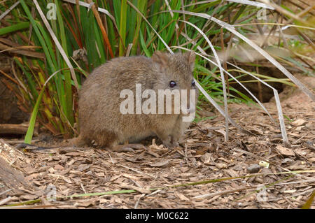 Le Potoroo bec long Potorous tridactylus photographié en Tasmanie, Australie Banque D'Images