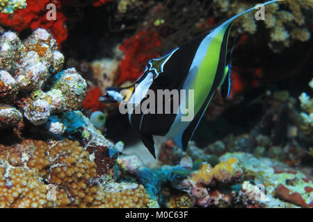 L'idole des maures (Zanclus cornutus) poisson sous l'eau dans les eaux tropicales de l'océan indien Banque D'Images