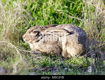 Black-tailed jackrabbit (Lepus californicus) couché avec les oreilles rabattues et se cachant dans alerte. Banque D'Images