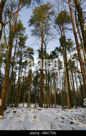 En hiver 2018 Kinnoull Hill, Perth, Ecosse Banque D'Images