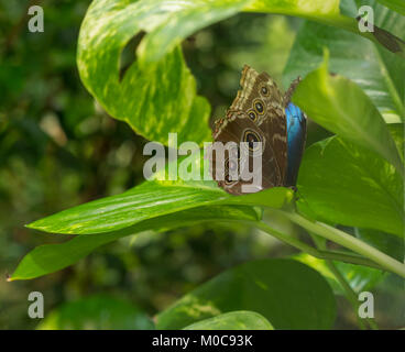 Morpho bleu, Morpho peleides papillon grand, assis sur de belles feuilles vertes, dans la nature des insectes, de l'habitat de la faune, Amazon, le Pérou, Amérique du Sud Banque D'Images