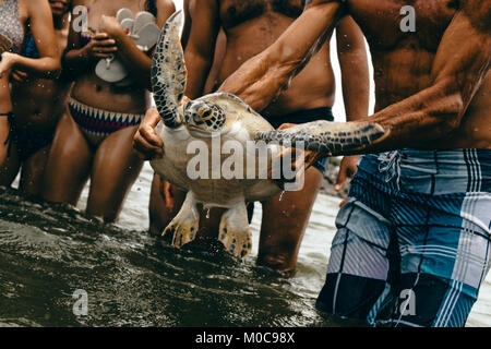 Tortue de mer capturés par les touristes à Camboinhas beach, Niteroi, Brésil Banque D'Images